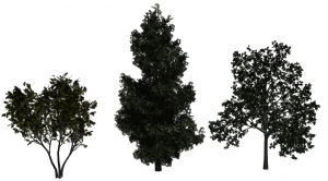 2016+high_surface_count_trees